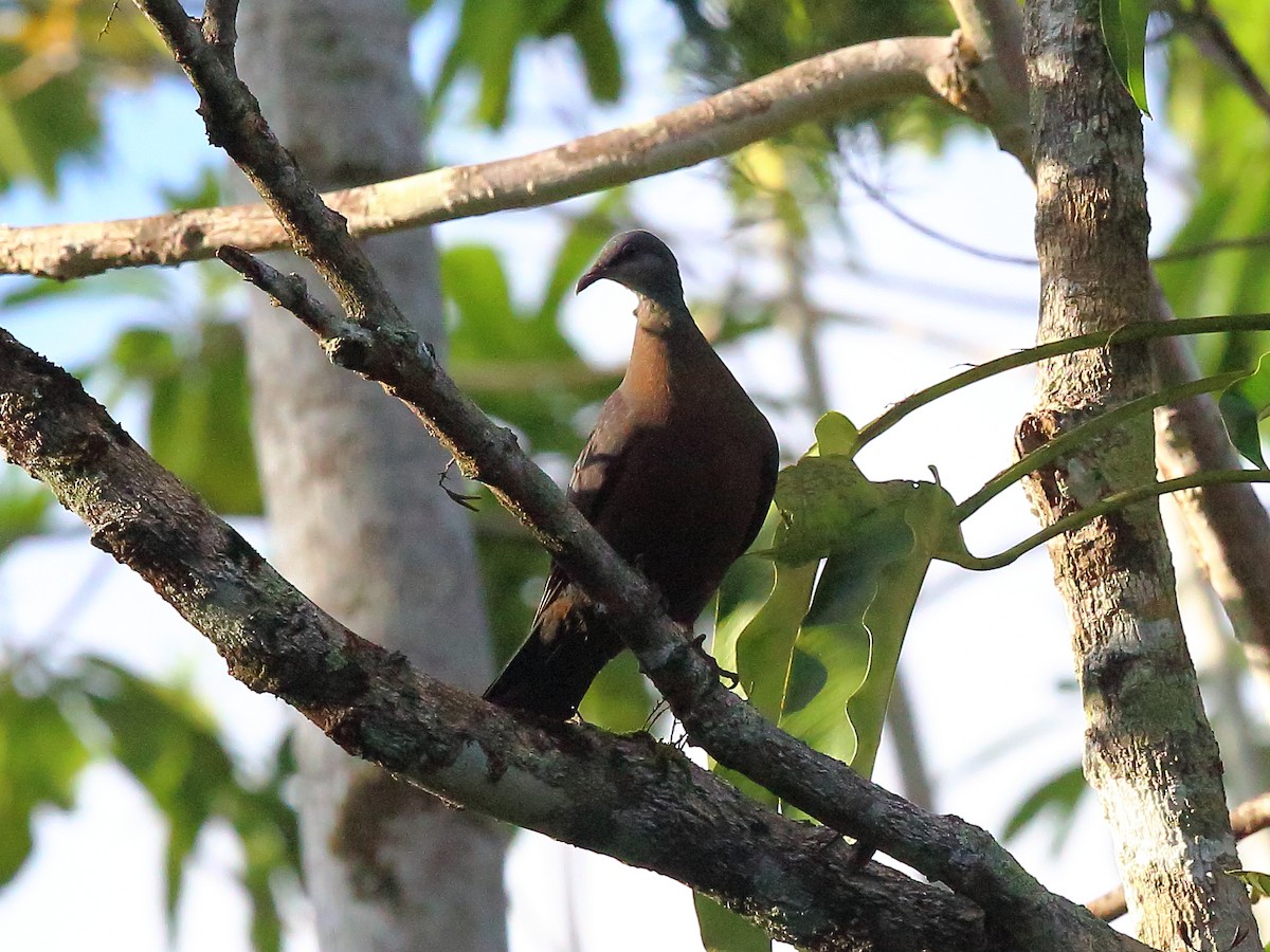 Metallic Pigeon (Metallic) - ML713088