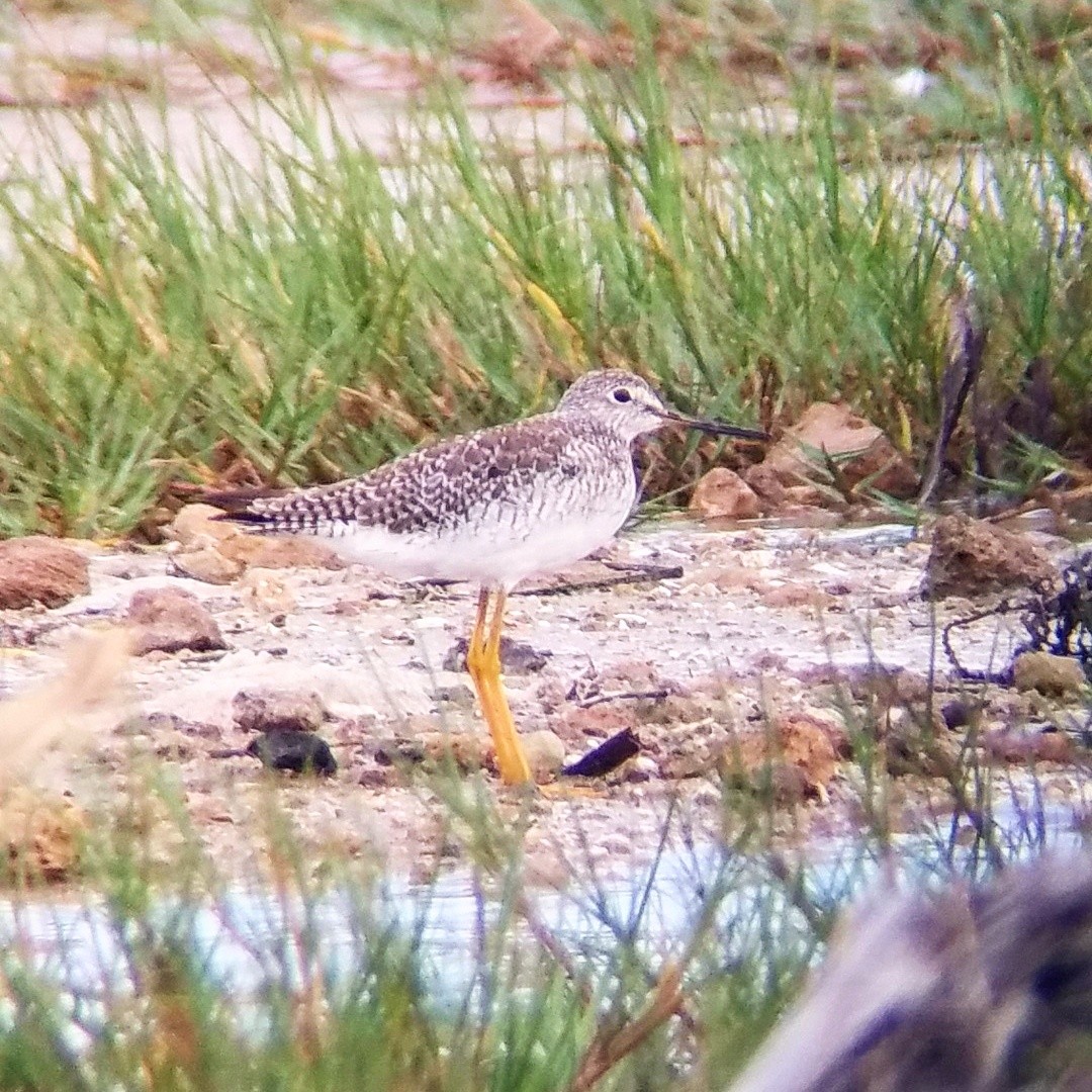 Greater Yellowlegs - ML71308911