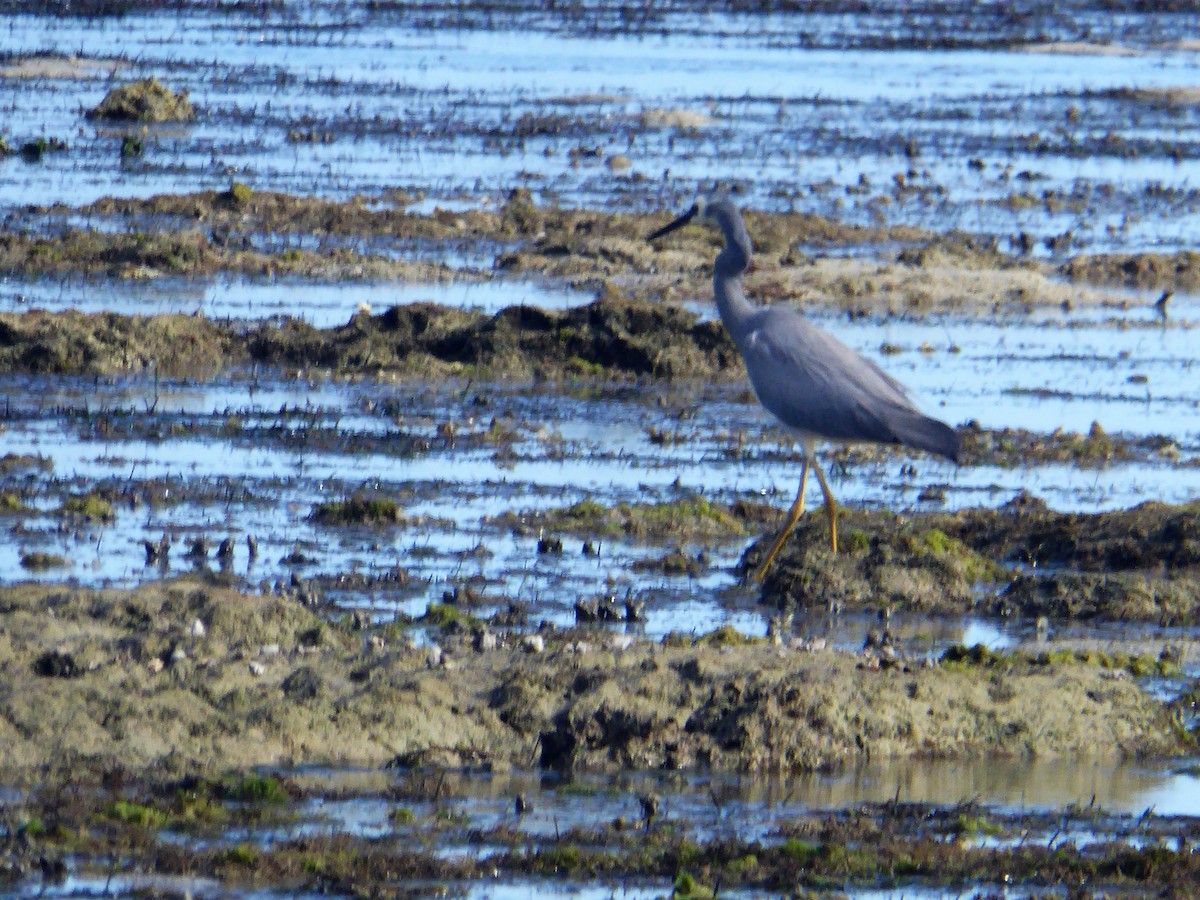 White-faced Heron - ML713090