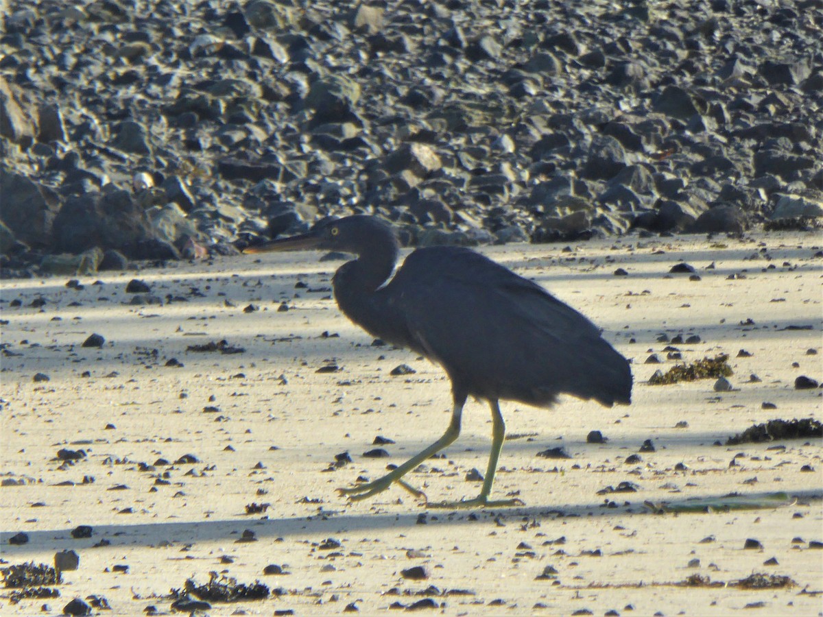 Pacific Reef-Heron - Tom Martin