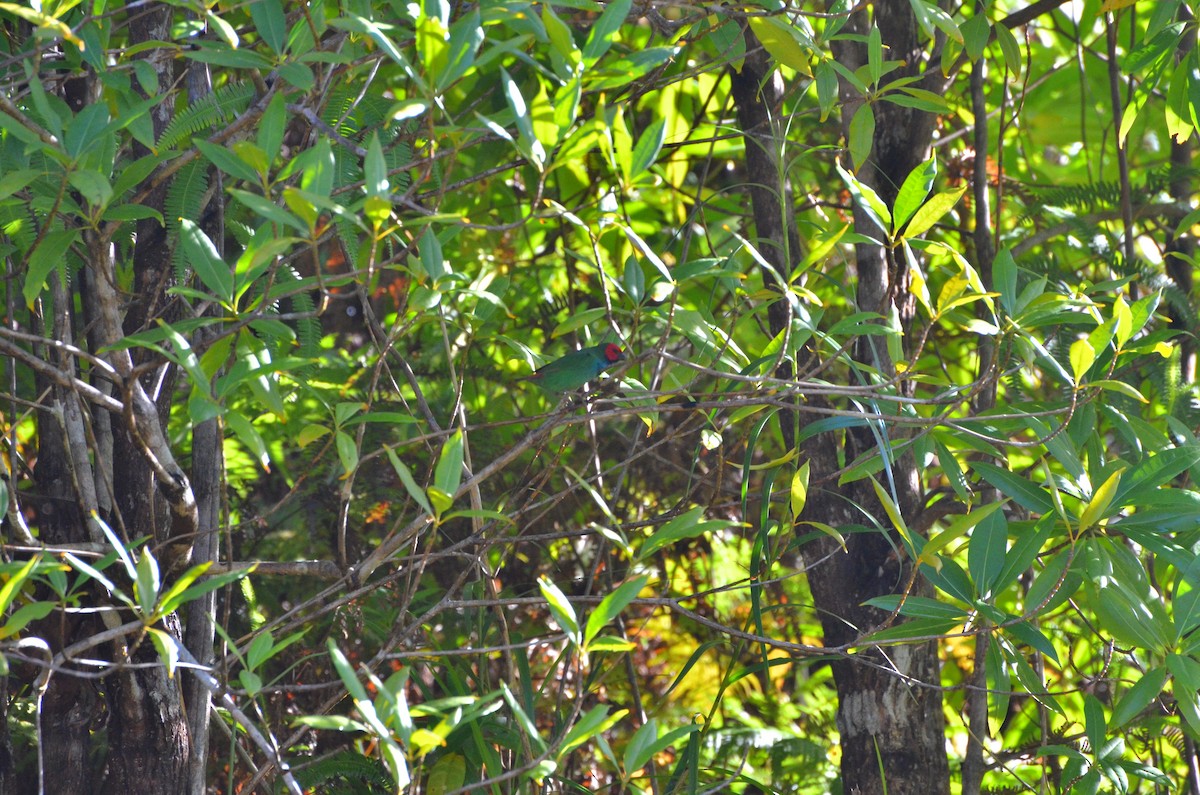Папужник фіджійський - ML713092