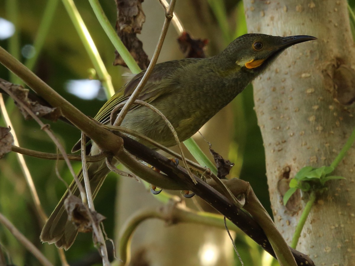 Northern Wattled-Honeyeater - Tom Martin