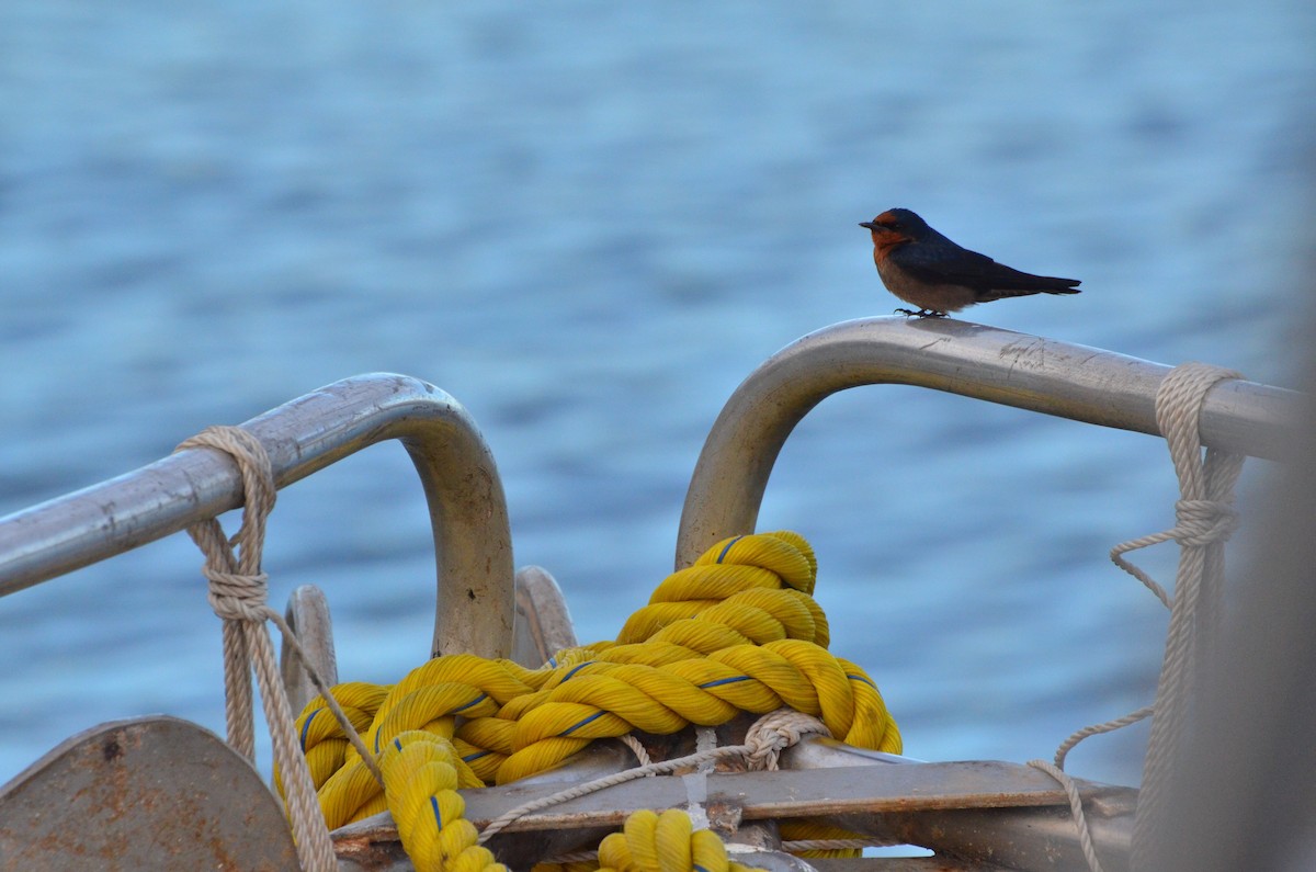Pacific Swallow - ML713094