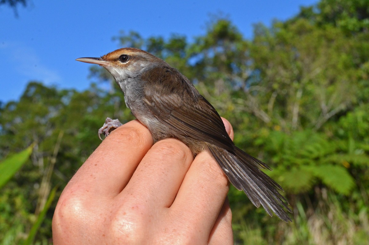 Fiji Bush Warbler - ML713095