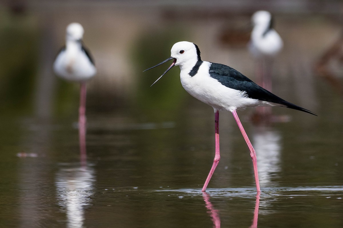 Pied Stilt - Terence Alexander