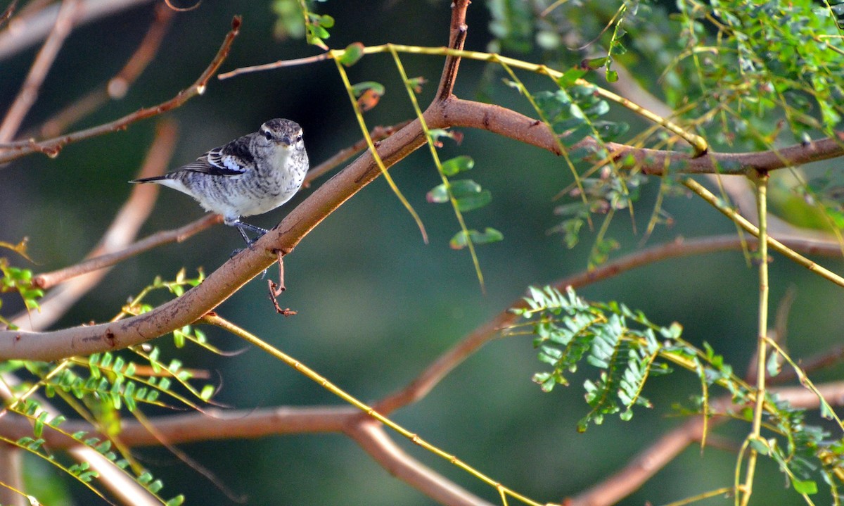 Polynesian Triller - ML713096