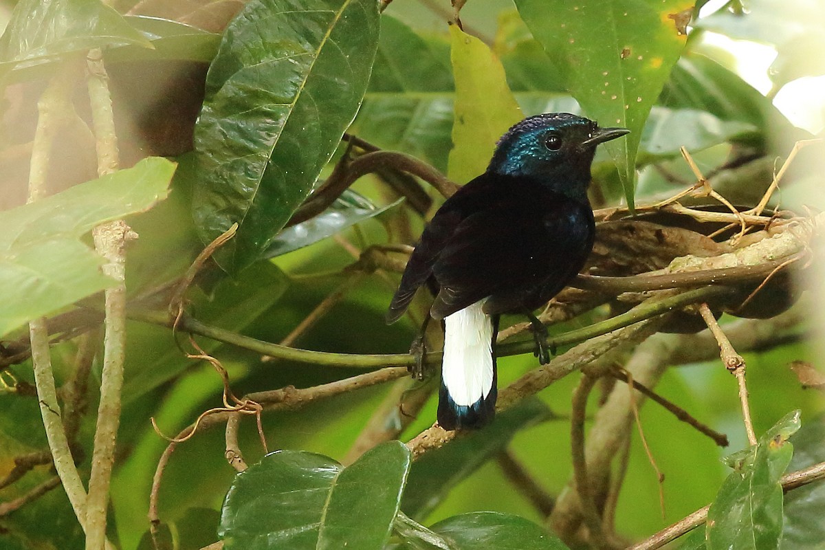 Natewa Silktail - ML713097