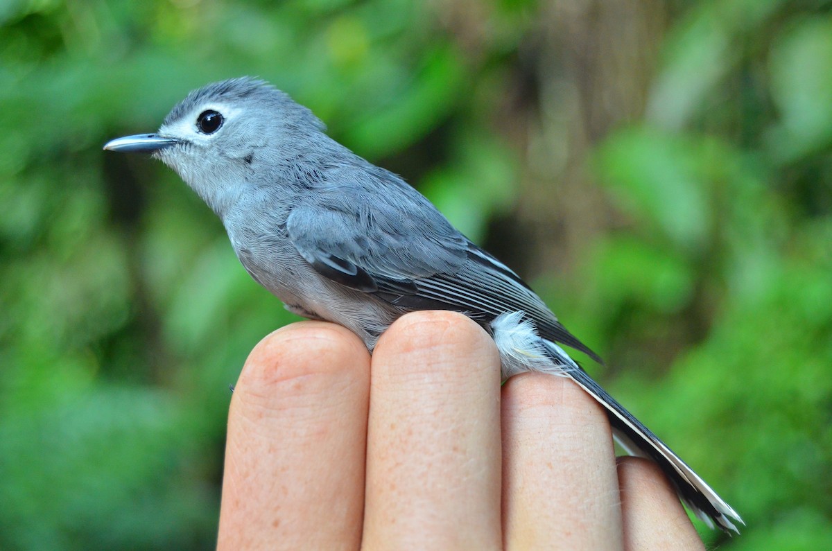 Slaty Monarch - ML713098
