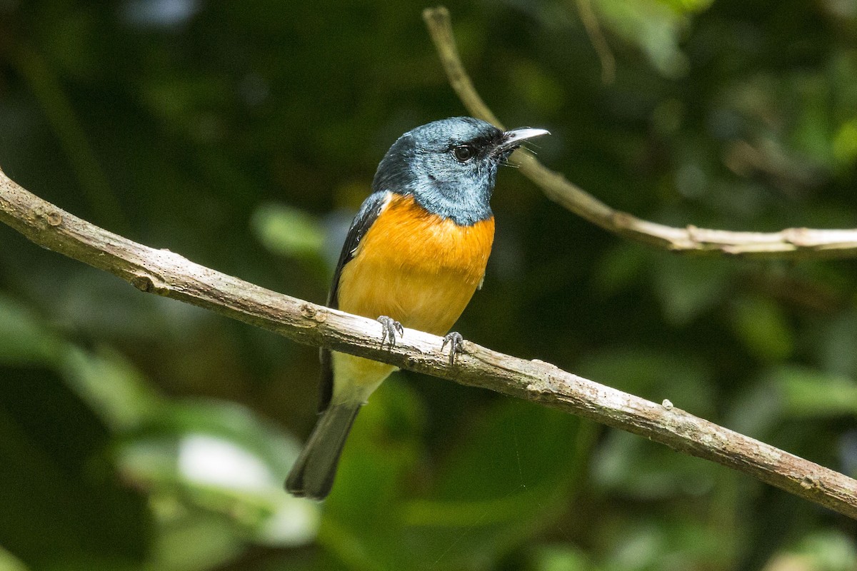 Vanikoro Flycatcher - ML713099