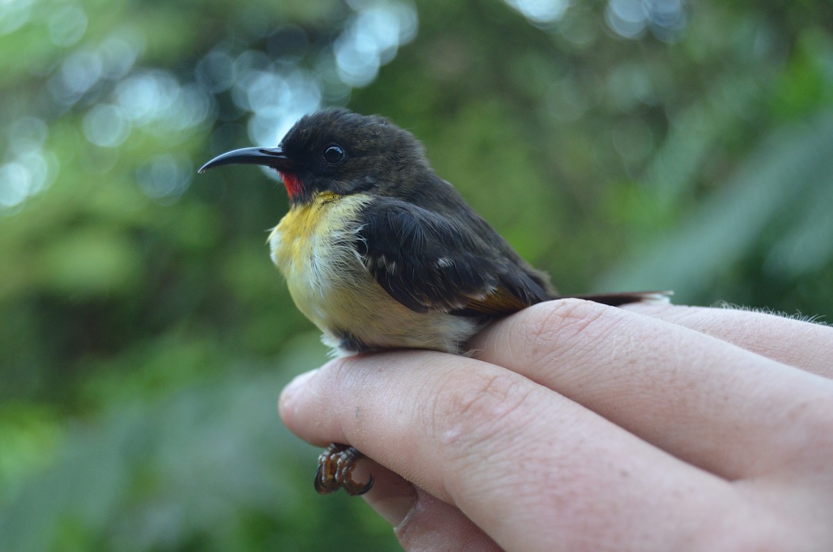 Sulphur-breasted Myzomela - Tom Martin