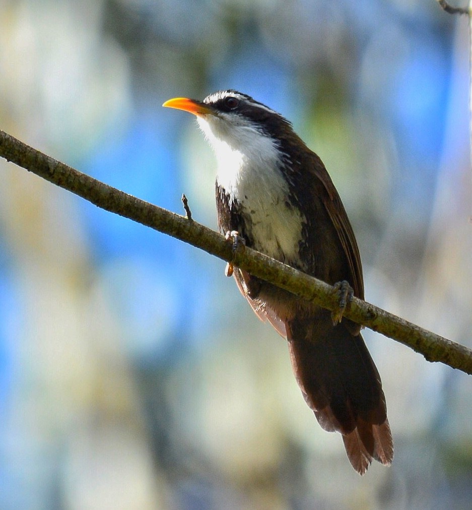 Indian Scimitar-Babbler - ML71310011