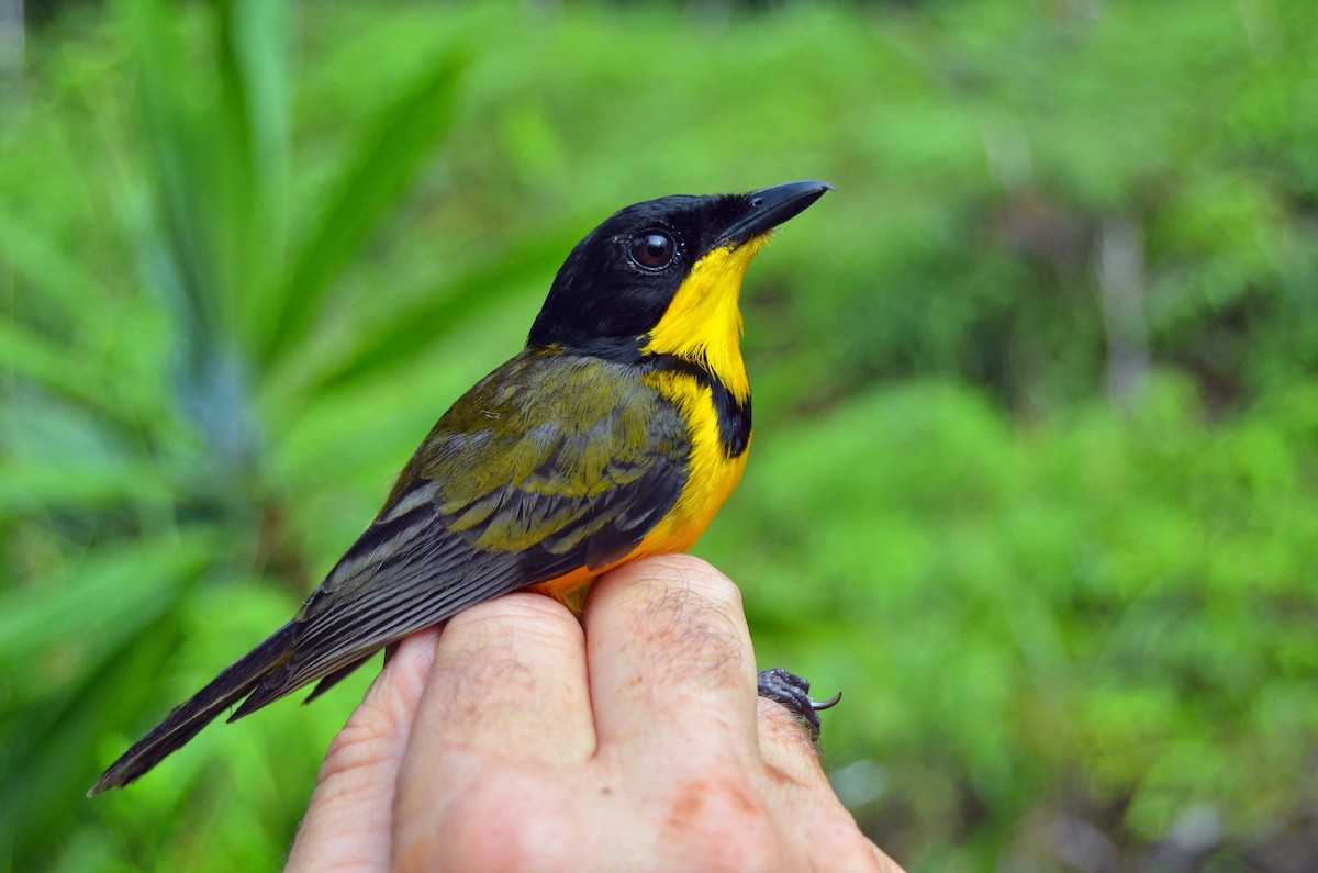 Yellow-throated Fiji Whistler - Tom Martin