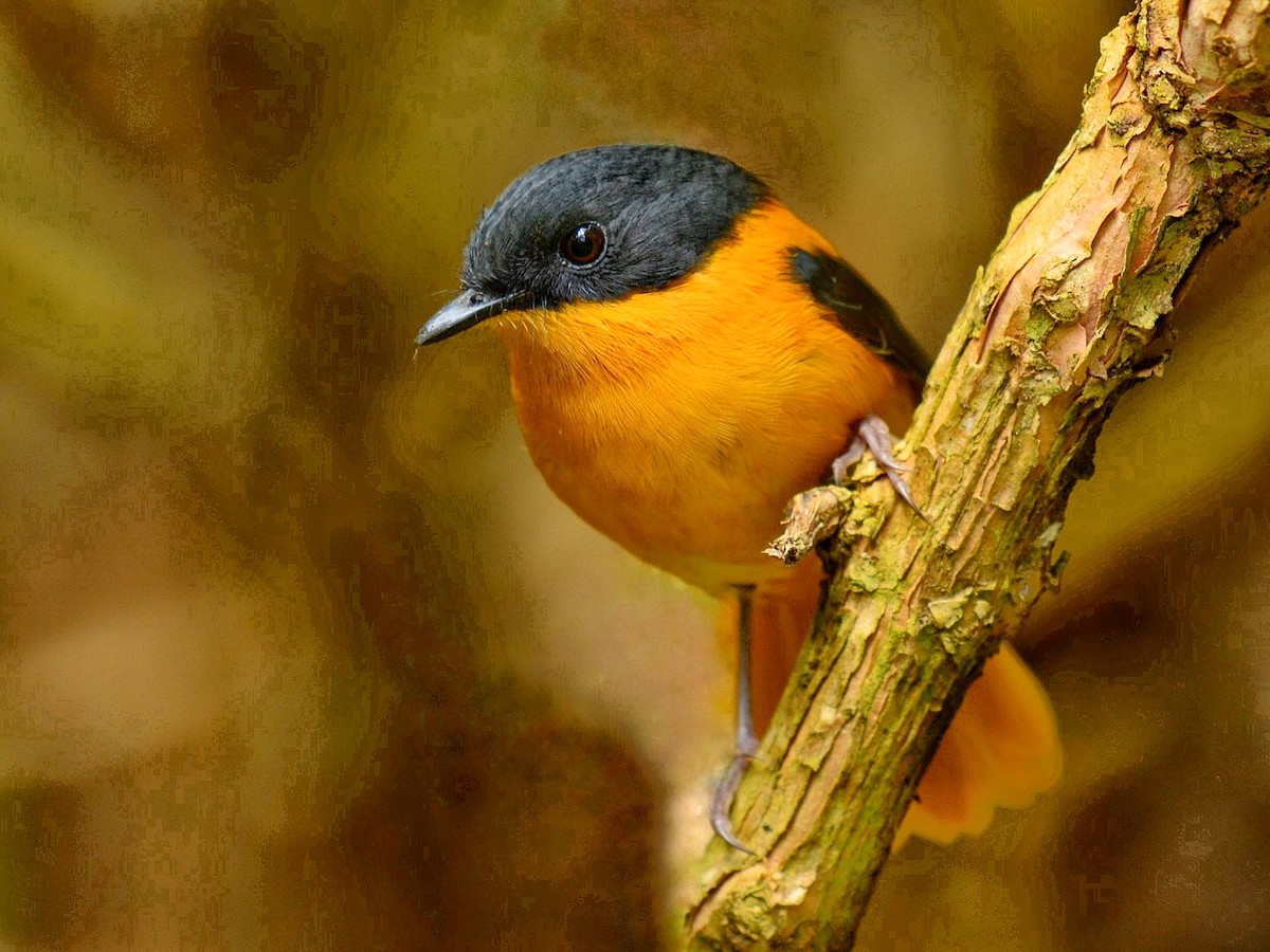 Black-and-orange Flycatcher - ML71310181