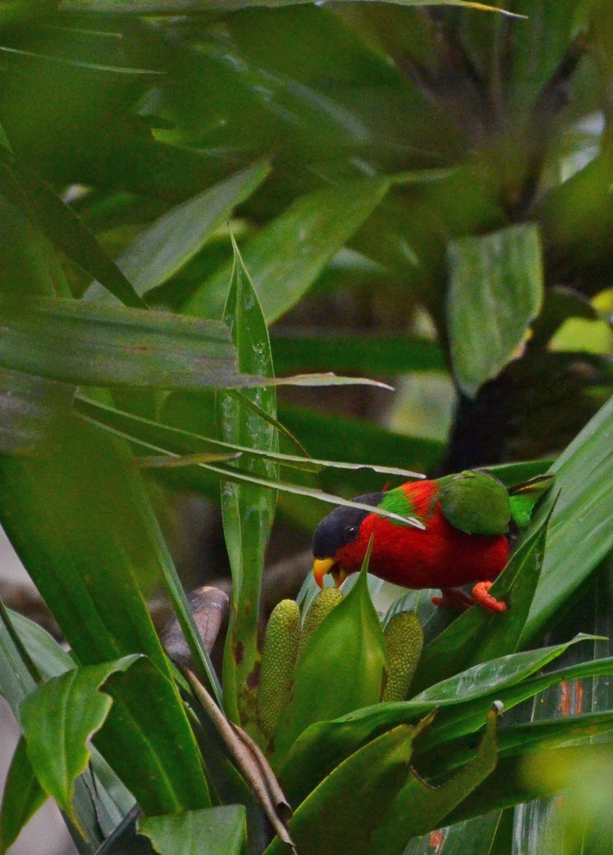 Collared Lory - ML713102