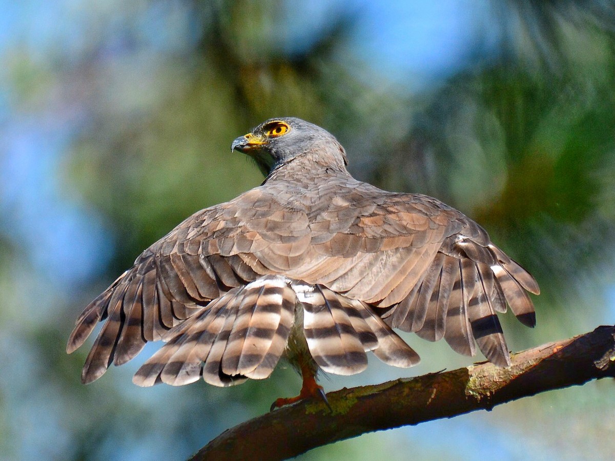 鳳頭蒼鷹 - ML71310241