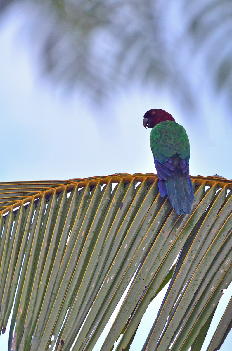 Masked Shining-Parrot - Tom Martin