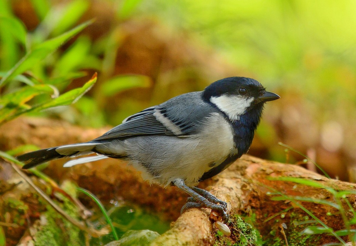 Cinereous Tit - Renuka Vijayaraghavan