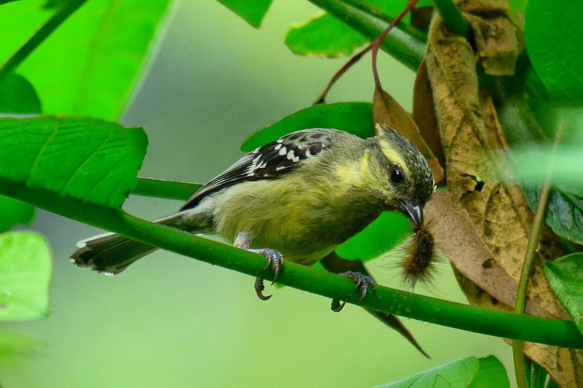 Indian Yellow Tit - ML71310391