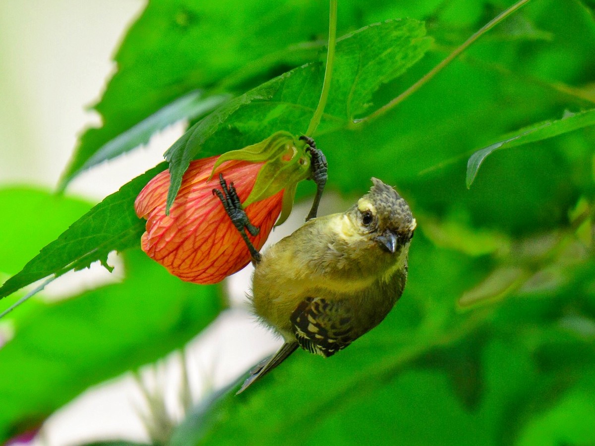 Indian Yellow Tit - ML71310401