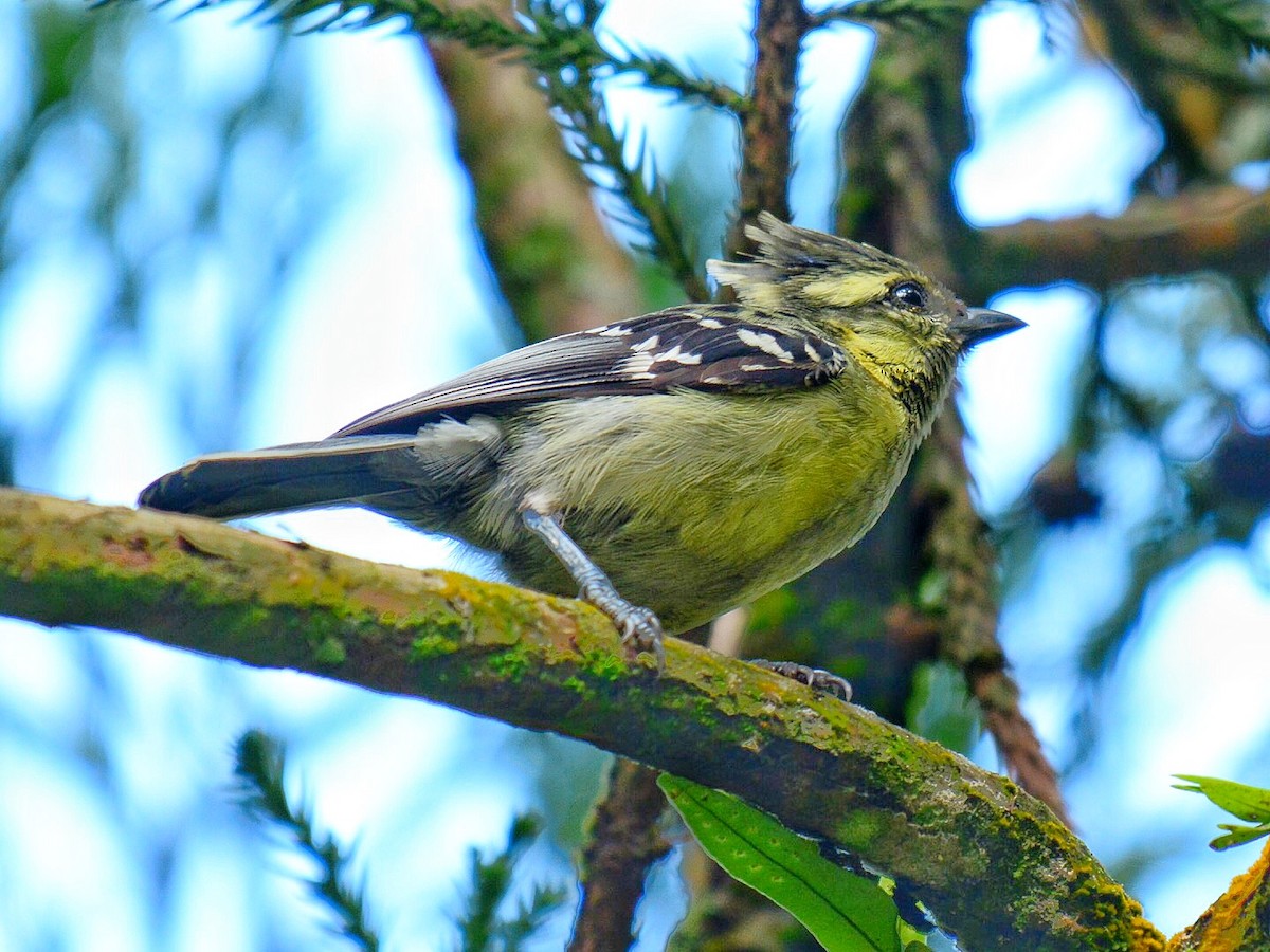 Indian Yellow Tit - ML71310411