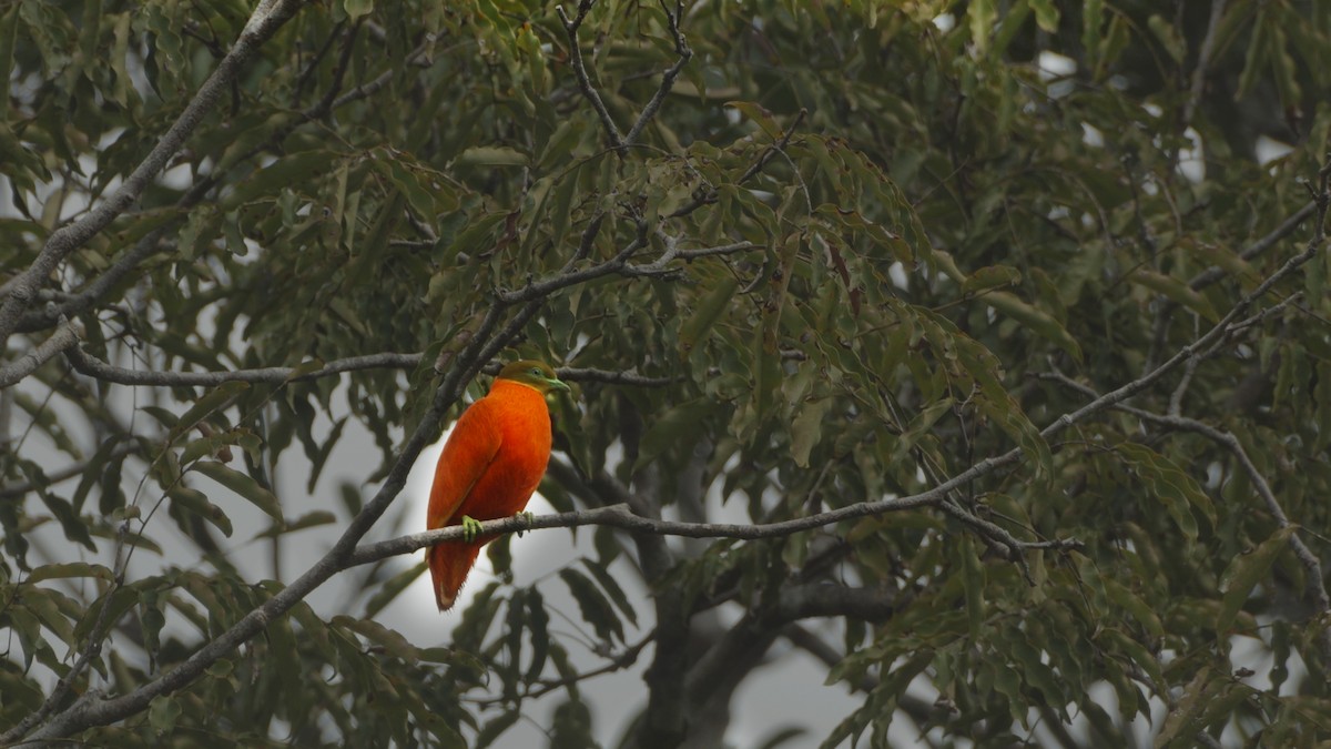 holub oranžový - ML713105