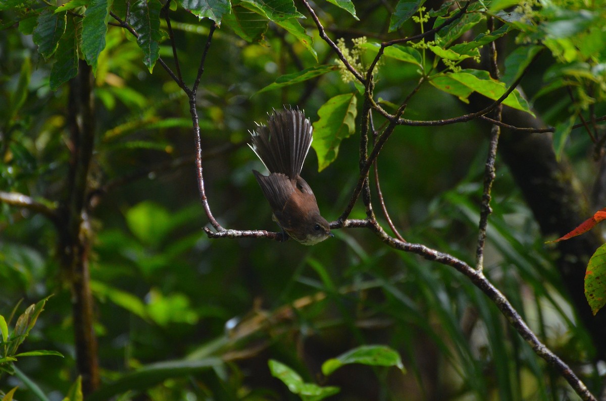 Fiji Streaked Fantail (Vanua Levu) - ML713106