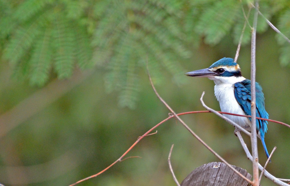 Pacific Kingfisher (Fiji) - Tom Martin