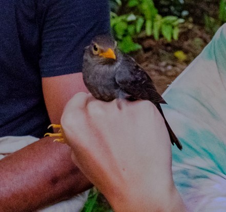 Fiji Island-Thrush (Vanua Levu) - ML713108