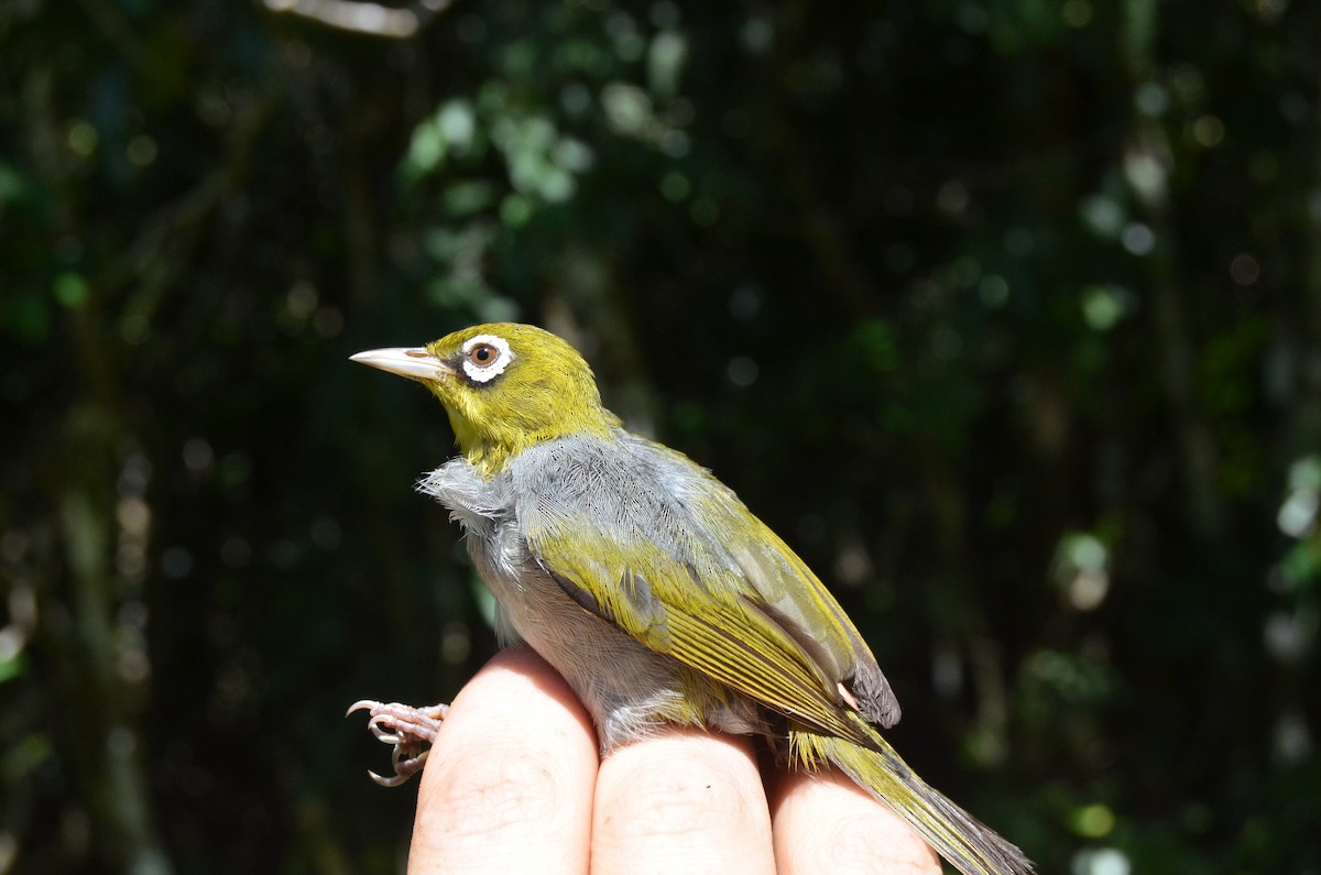 Silvereye - ML713109