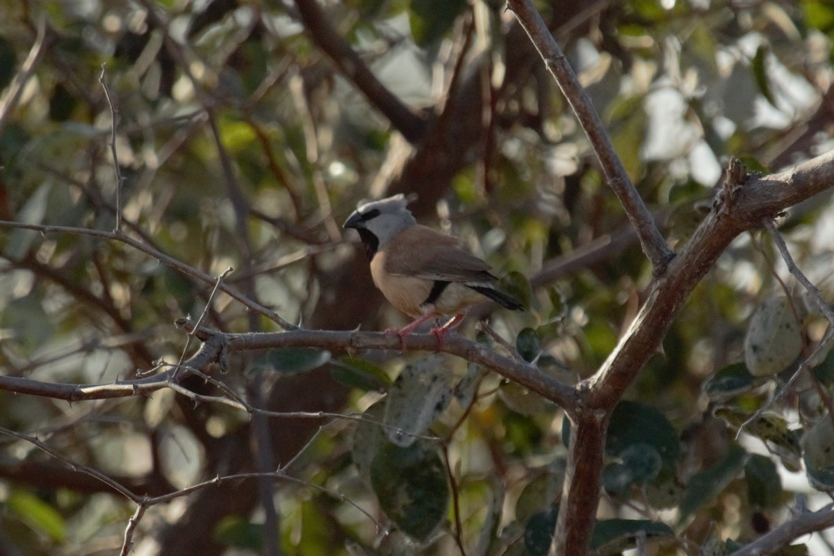 Black-throated Finch - ML71311081