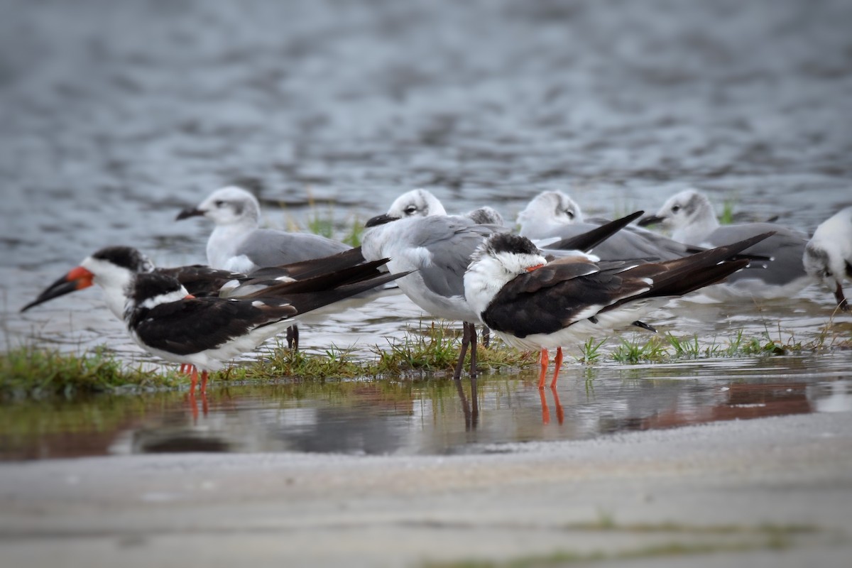 Black Skimmer - ML71311471