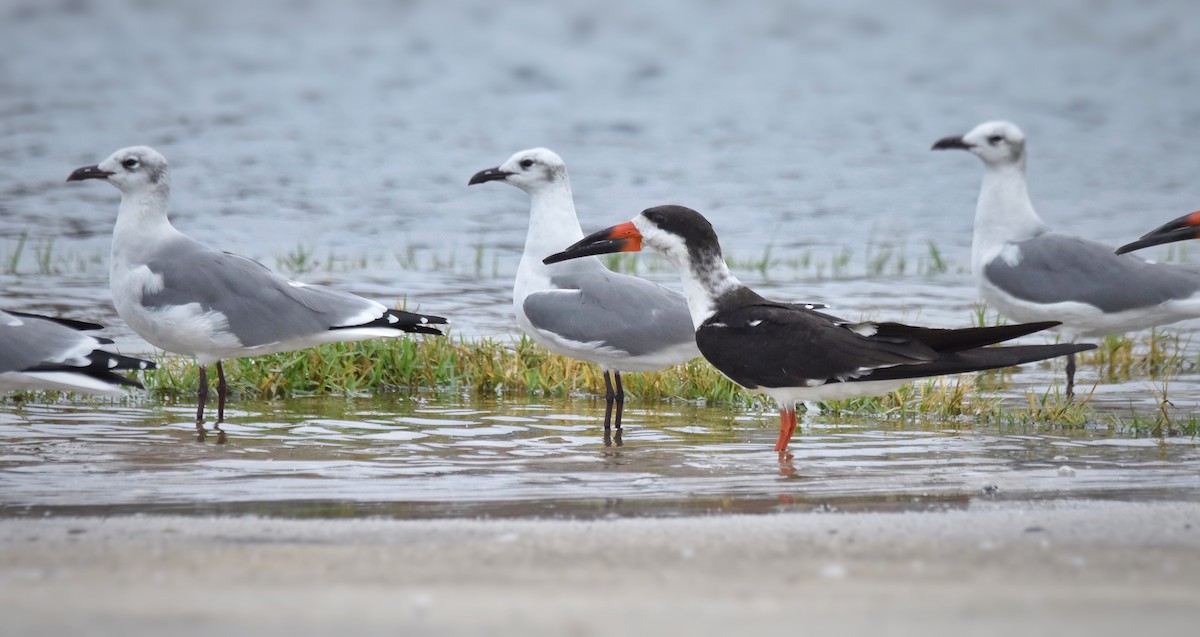 Black Skimmer - ML71311481