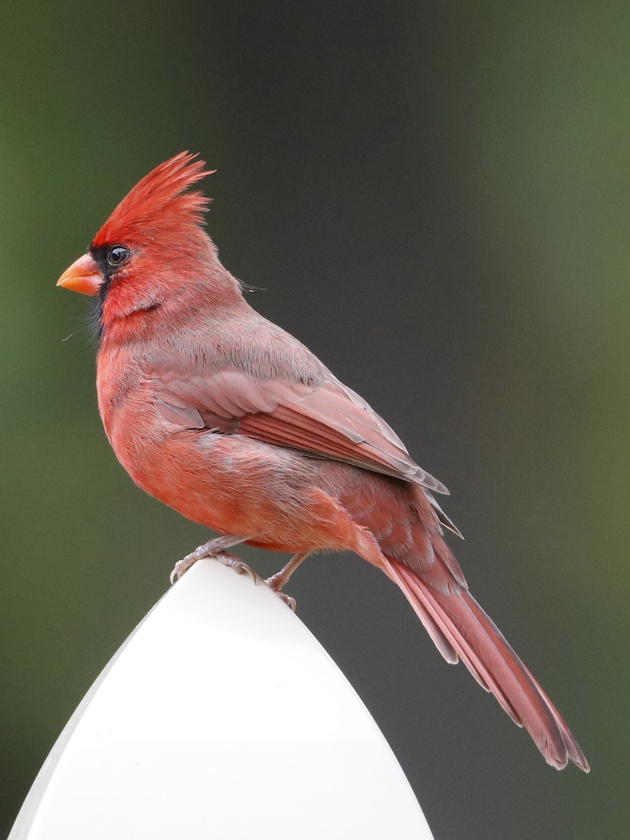 Cardinal rouge - ML71311581