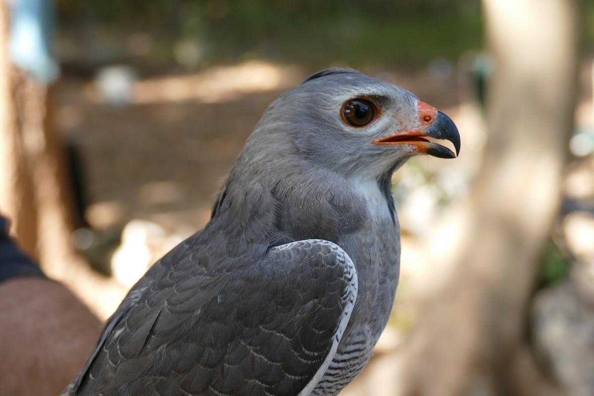 Lizard Buzzard - Raymond Marsh