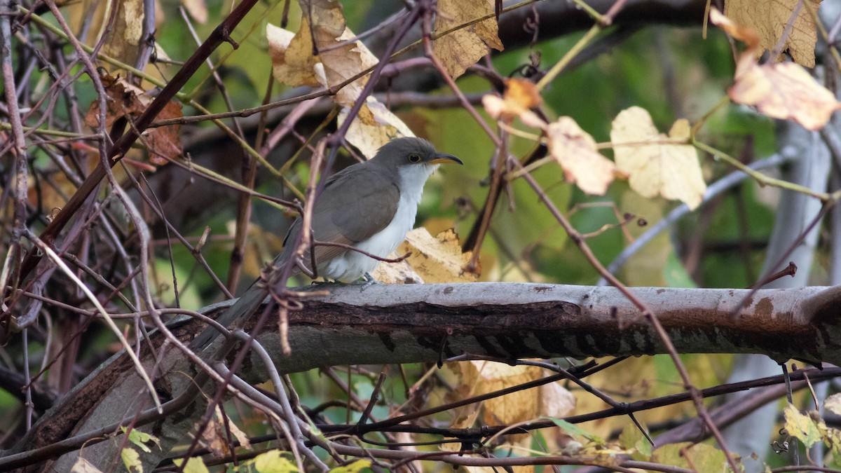 Yellow-billed Cuckoo - Erik Nielsen