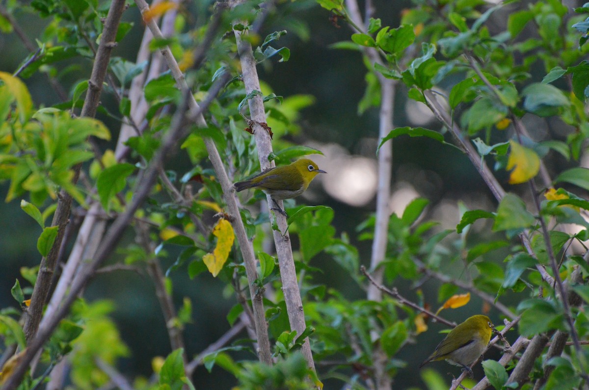 Fiji White-eye - ML713132