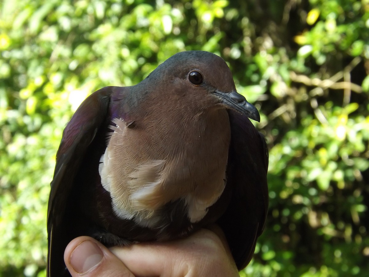 Shy Ground Dove - ML713133