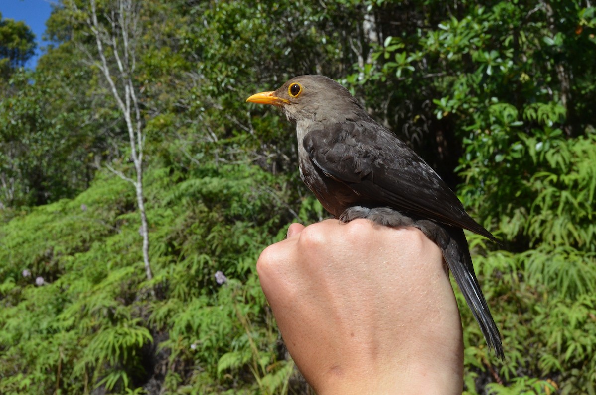 Fiji Island-Thrush (Vanua Levu) - ML713134