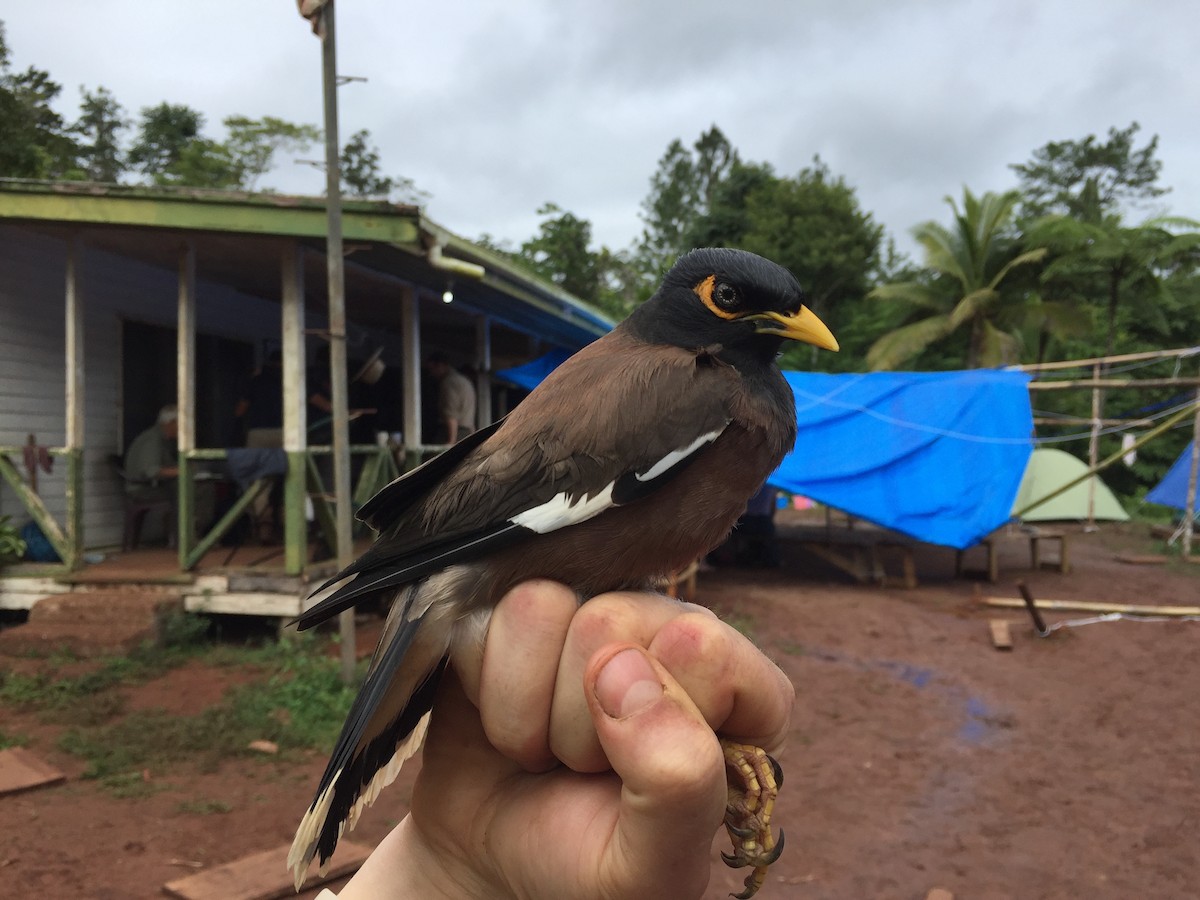 Common Myna - ML713135