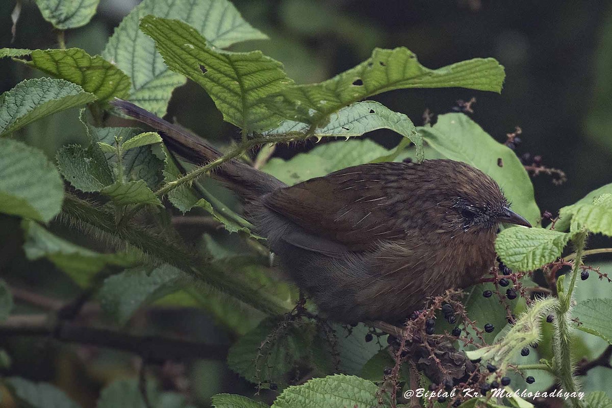 Streaked Laughingthrush - Biplab kumar Mukhopadhyay