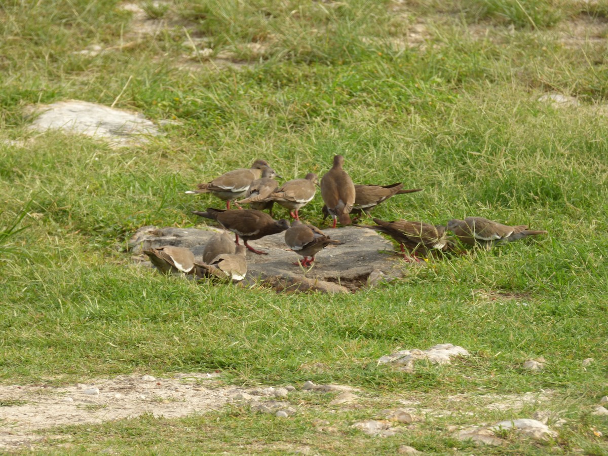 White-winged Dove - Tarra Lindo