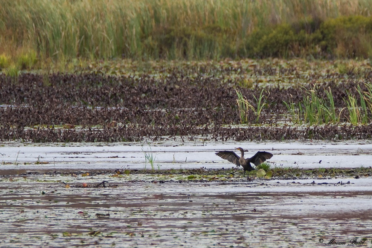 Cormoran à aigrettes - ML71313761