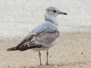 First winter (European) - Common Gull