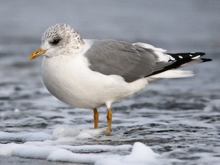 Nonbreeding adult (Kamchatka) - Common Gull