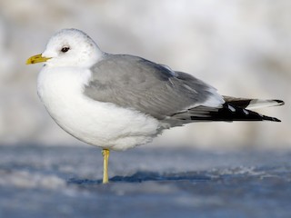 Nonbreeding adult (European) - Common Gull (European)