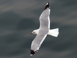 Nonbreeding adult (European) - Common Gull (European)