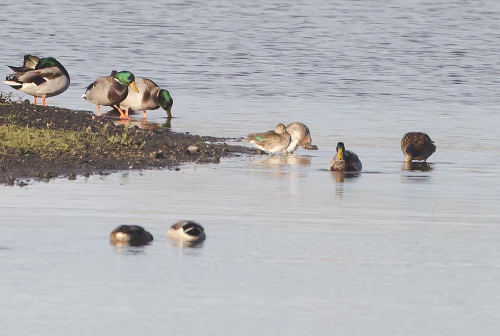 Green-winged Teal - ML71314501