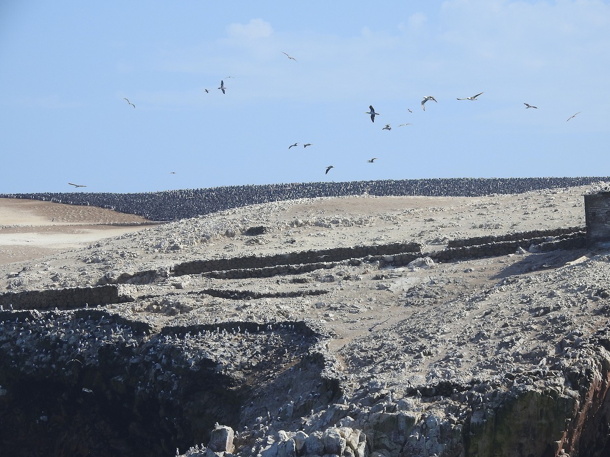 Guanay Cormorant - Teresa Cohen