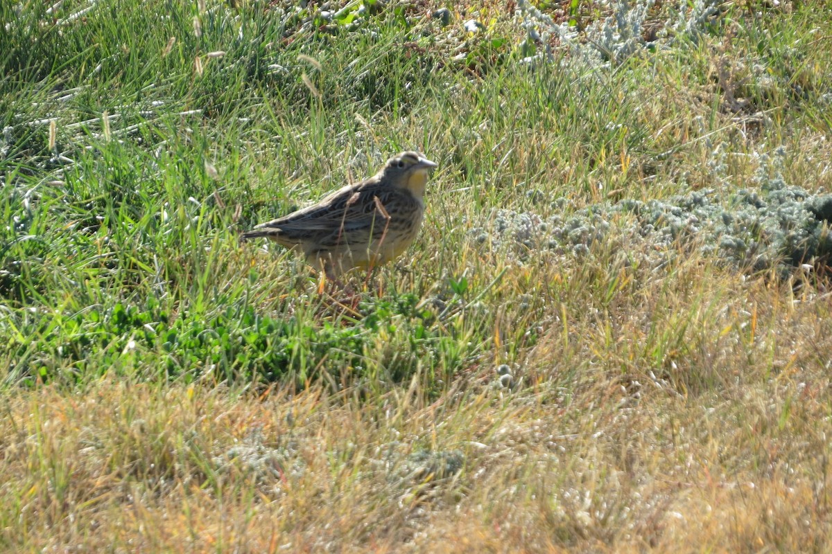 Western Meadowlark - ML71315421