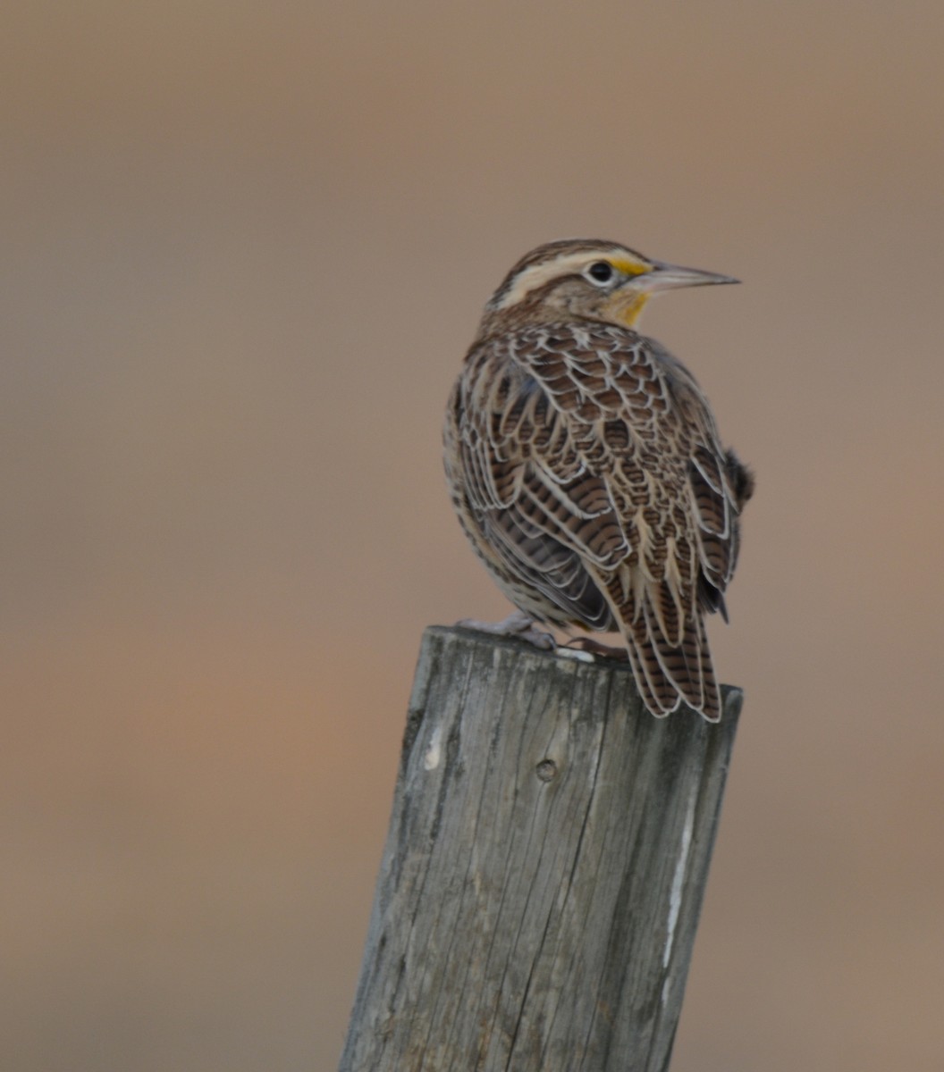 Western Meadowlark - ML71315681